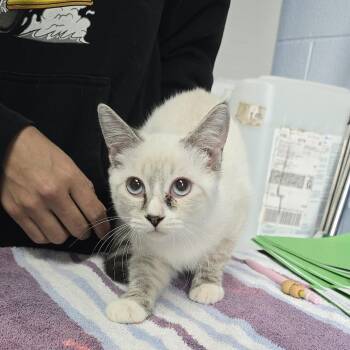 Sorsha 26-0536 -  Domestic Short Hair Cat for Adoption in Yanceyville, North Carolina - Sorsha 26-0536 | PetCurious
