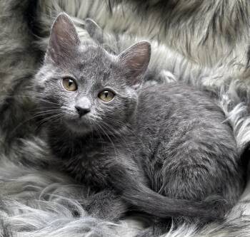 Russian Blue Cats Available for Adoption - Cevapi | PetCurious