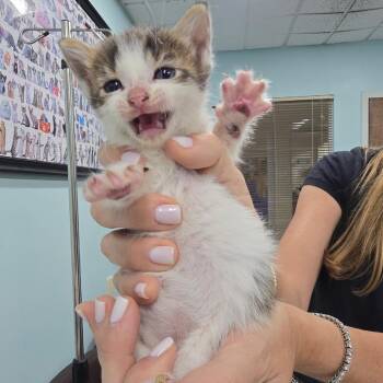 Tequila -  Domestic Short Hair Cat for Adoption in Buffalo, New York - Tequila | PetCurious
