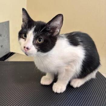 Polo -  Domestic Short Hair Cat for Adoption in Pasadena, California - Polo | PetCurious