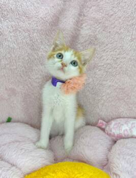 Brooklyn -  Turkish Van Cat for Adoption in Tavares, Florida - Brooklyn | PetCurious