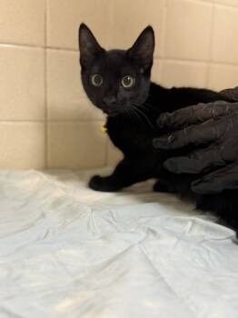 Rescue Domestic Short Hair Cats for Adoption in San Antonio, Texas - Tim Derk | PetCurious