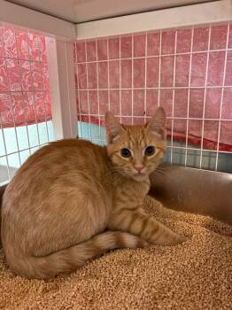 Rescue Domestic Short Hair Cats for Adoption in Bothell, Washington - Citrine | PetCurious