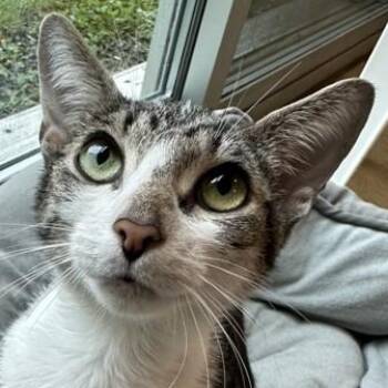 Zabbie -  Domestic Short Hair Cat for Adoption in Ithaca, New York - Zabbie | PetCurious