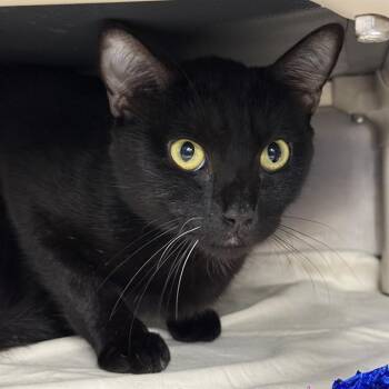 CORK -  Domestic Short Hair Cat for Adoption in Las Vegas, Nevada - CORK | PetCurious