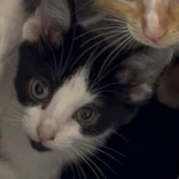 Clawdia -  Domestic Short Hair Cat for Adoption in Greensboro, North Carolina - Clawdia | PetCurious
