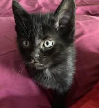 Domestic Short Hair Cats Available for Adoption in Chesapeake Beach, Maryland - Wren | PetCurious