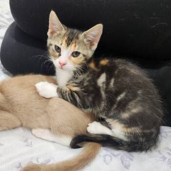 Rescue Domestic Short Hair Cats for Adoption in Portage, Michigan - Cristina | PetCurious