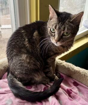 Tabby Cats Available for Adoption - Bellini Aka Belle | PetCurious