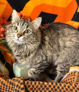 3/28/26 Momma Minnie -  Domestic Long Hair Cat Available for Adoption in Stillwater, Oklahoma - 3/28/26 Momma Minnie | PetCurious