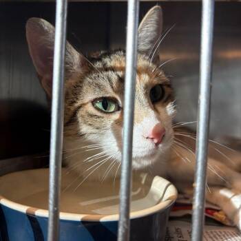Minnesota -  Domestic Short Hair Cat for Adoption in Huntington, West Virginia - Minnesota | PetCurious