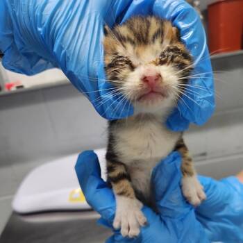 Panini -  Domestic Short Hair Cat for Adoption in Summerville, South Carolina - Panini | PetCurious