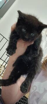 Rescue Domestic Short Hair Cats for Adoption in Van Wert, Ohio - Snipe | PetCurious