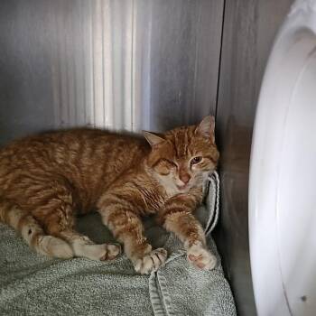 Bane -  Domestic Short Hair Cat for Adoption in Burlington, Ontario - Bane | PetCurious