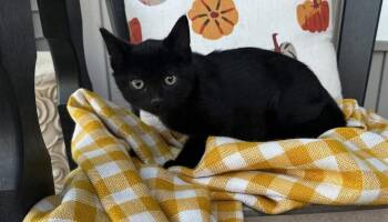 Rescue Domestic Short Hair Cats for Adoption in Grand Haven, Michigan - Spider | PetCurious