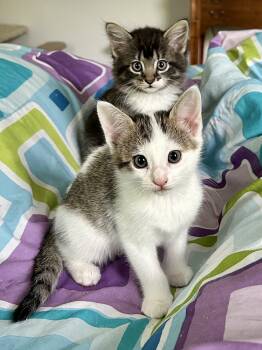 Domestic Short Hair Cats Available for Adoption in Granby, Connecticut - Kittens Chai, Mocha, Latte And Mom Hazel | PetCurious