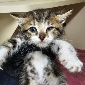 Pancakes -  Domestic Short Hair Cat for Adoption in Las Cruces, New Mexico - Pancakes | PetCurious