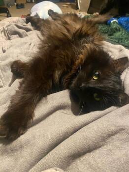 Maya -  Domestic Long Hair Cat for Adoption in Lancaster, California - Maya | PetCurious