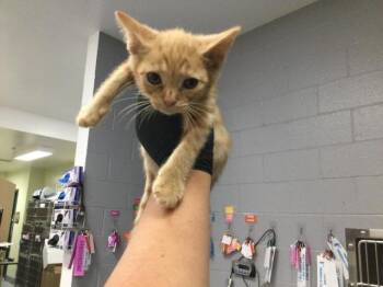 A1923315 -  Domestic Short Hair Cat for Adoption in Thousand Palms, California - A1923315 | PetCurious