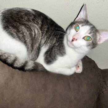 Oliver -  Domestic Short Hair Cat for Adoption in Webster, Texas - Oliver | PetCurious