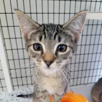4 Holly -  Domestic Short Hair Cat for Adoption in Belfair, Washington - 4 Holly | PetCurious