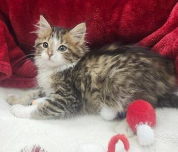 Joey -  Domestic Medium Hair Cat for Adoption in Little Rock, Arkansas - Joey | PetCurious