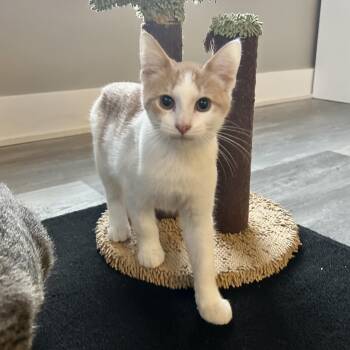 Rescue Domestic Short Hair Cats for Adoption in Byron Center, Michigan - Louis | PetCurious