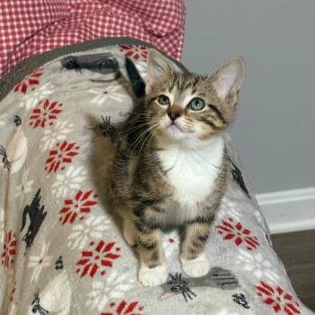 Domestic Short Hair Cats Available for Adoption in Merrifield, Virginia - Nugget Bryant | PetCurious