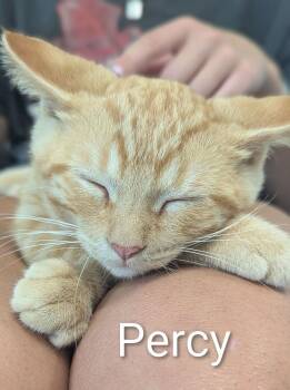 Percy -  Domestic Short Hair Cat for Adoption in Sparta, Wisconsin - Percy | PetCurious