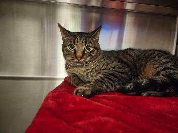 Rescue Domestic Short Hair Cats for Adoption in Liberty, Missouri - **FOUND** | PetCurious