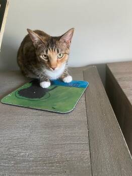 Carley -  Domestic Short Hair Cat for Adoption in Kinston, North Carolina - Carley | PetCurious