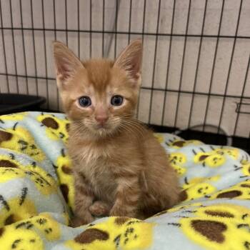 Bench Press -  Domestic Short Hair Cat for Adoption in Salisbury, North Carolina - Bench Press | PetCurious