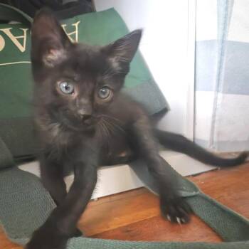 Tiny Tim* -  Domestic Short Hair Cat for Adoption in San Gabriel, California - Tiny Tim* | PetCurious