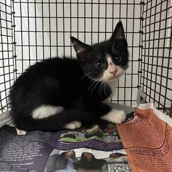 Calcifer -  Domestic Short Hair Cat for Adoption in Edinburg, Texas - Calcifer | PetCurious
