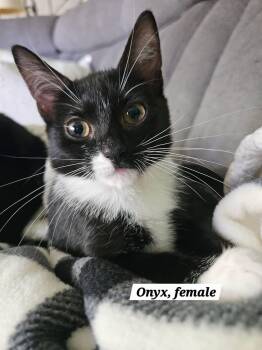 Onyx -  Domestic Short Hair Cat for Adoption in Roxbury Township, New Jersey - Onyx | PetCurious