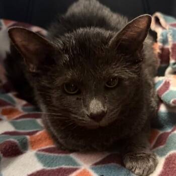 Gala -  Domestic Short Hair Cat Available for Adoption in Las Vegas, Nevada - Gala | PetCurious