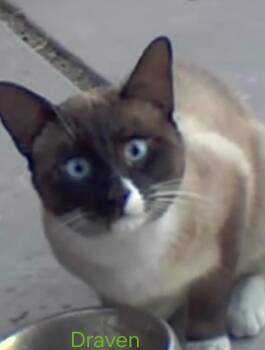 Siamese and Domestic Short Hair Cats Available for Adoption - Draven | PetCurious