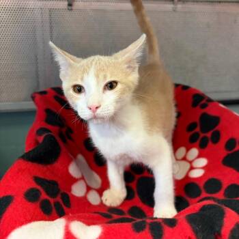 Domestic Short Hair Cats Available for Adoption in Sarasota, Florida - Rodrigo | PetCurious