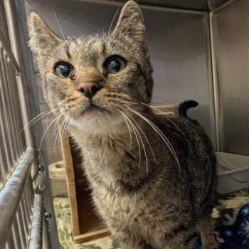 "Ivy" -  Domestic Short Hair Cat for Adoption in Salt Lake City, Utah - "Ivy" | PetCurious