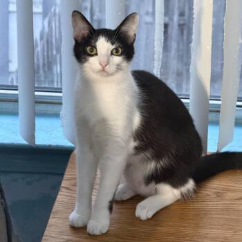 Abigail -  Domestic Short Hair Cat for Adoption in Mount Laurel Township, New Jersey - Abigail | PetCurious