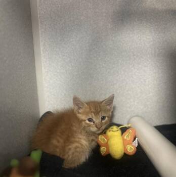 Domestic Medium Hair Cats Available for Adoption in Dallas, Texas - FARSEY | PetCurious