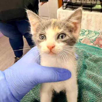 Pebbles -  Domestic Short Hair Cat for Adoption in Redwood Valley, California - Pebbles | PetCurious