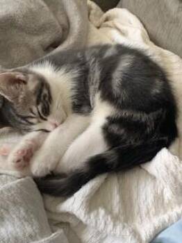 Domestic Short Hair Cats Available for Adoption - Bootsie | PetCurious