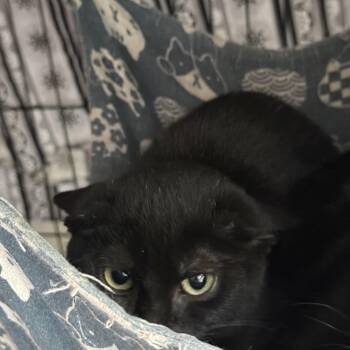 Hamm -  Domestic Short Hair Cat for Adoption in Syracuse, New York - Hamm | PetCurious
