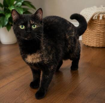 Harlee Gorgeous, Playful, and Full of Personality -  Tortoiseshell and Domestic Short Hair Cat Available for Adoption in Hillsboro, Texas - Harlee Gorgeous, Playful, And Full Of Personality | PetCurious