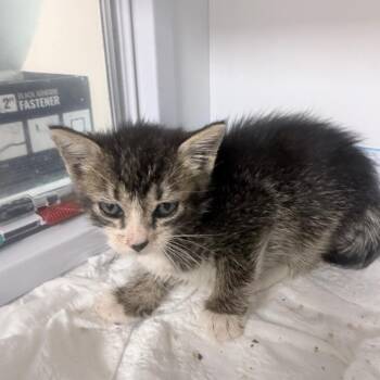 Sonic -  Domestic Short Hair Cat for Adoption in Jupiter, Florida - Sonic | PetCurious