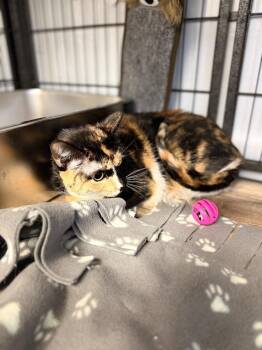 WHISKERS -  Domestic Short Hair Cat for Adoption in Algona, Iowa - WHISKERS | PetCurious