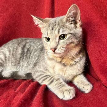 Fawn Woodbridge -  Domestic Short Hair Cat for Adoption in Merrifield, Virginia - Fawn Woodbridge | PetCurious