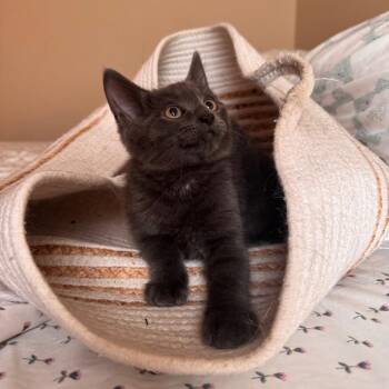 Denji -  Domestic Short Hair Cat for Adoption in Parkersburg, West Virginia - Denji | PetCurious