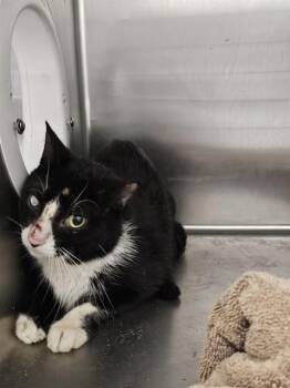 Domestic Short Hair Cats Available for Adoption in Dallas, Texas - ROGER | PetCurious